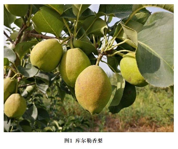 数据缩略图